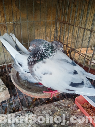 গিরিবাজ কবুতর হাইফ্লায়ার